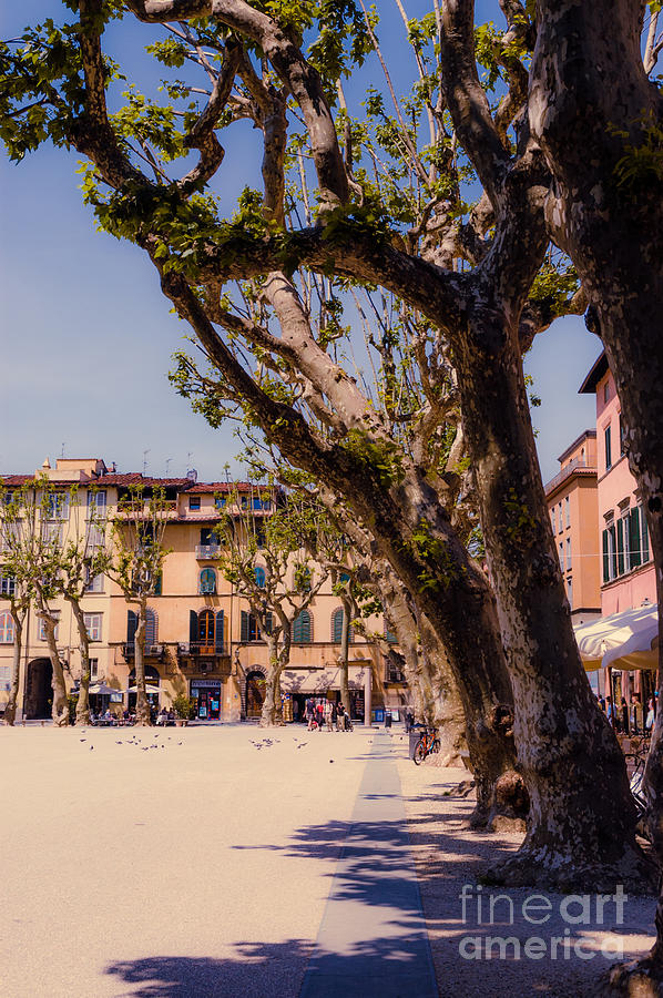 shade of the pollarded trees in the Piazza Napoleone Lucca Tusca Photograph by Peter Noyce