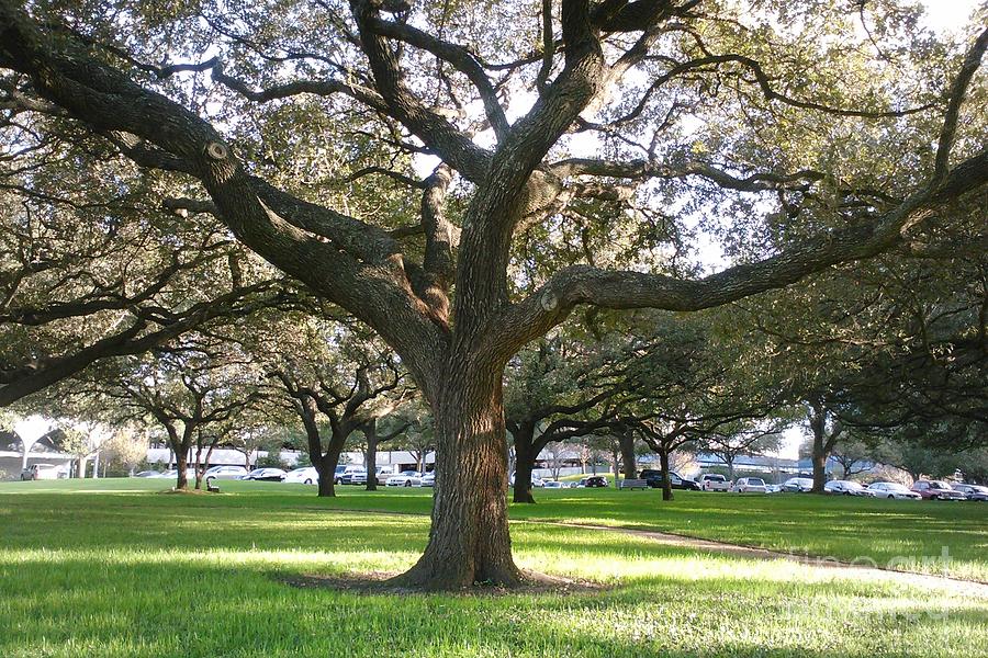 Mas Tree Rasheed Shade Tree Photograph by Rasheed Hooda - Fine Art America