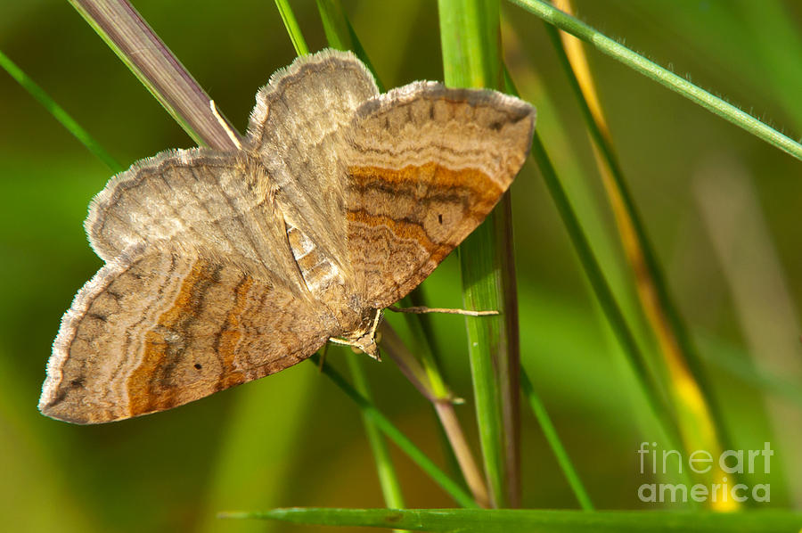 Shaded Broad-bar butterfly Photograph by Torbjorn Swenelius