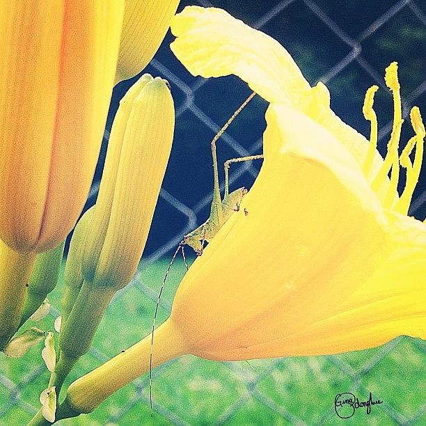 Flower Photograph - Shaded Hopper by Gina ODonoghue