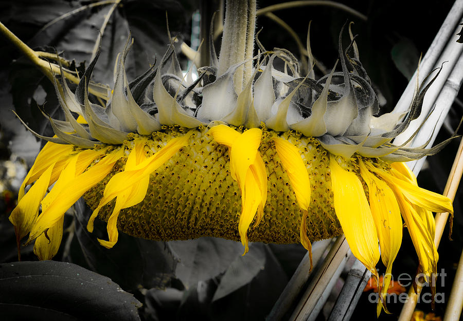 Shaded Sunflower Photograph by Amy Fearn