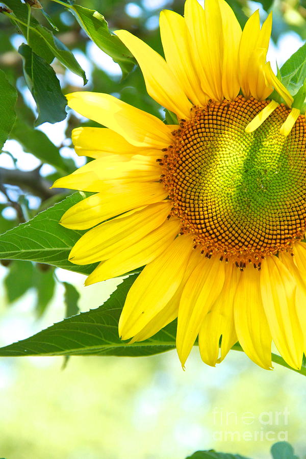 Flower Photograph - Shades of a Sunflower by Robin Erisman