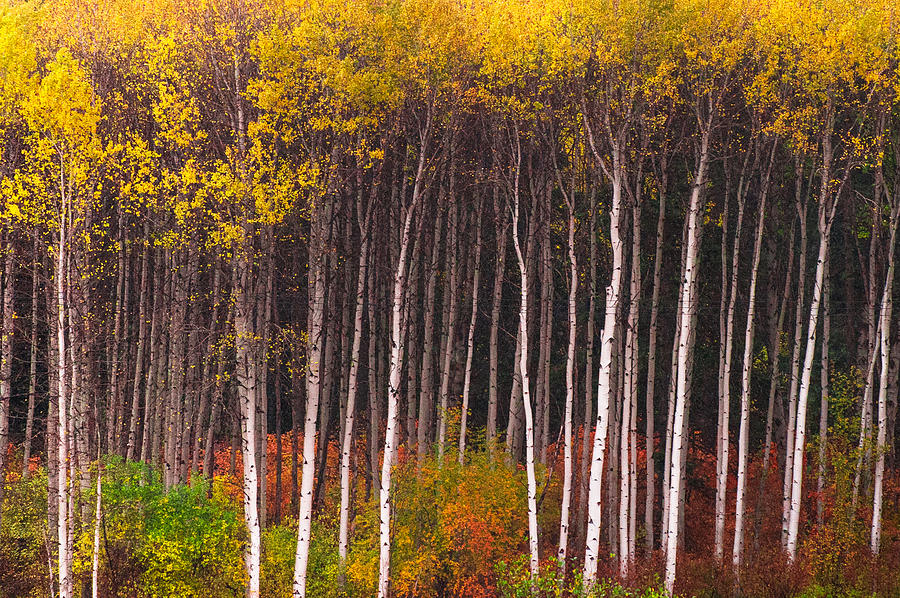 Shades of Autumn by Crystal Hoeveler Shades of Autumn by Crystal Hoeveler