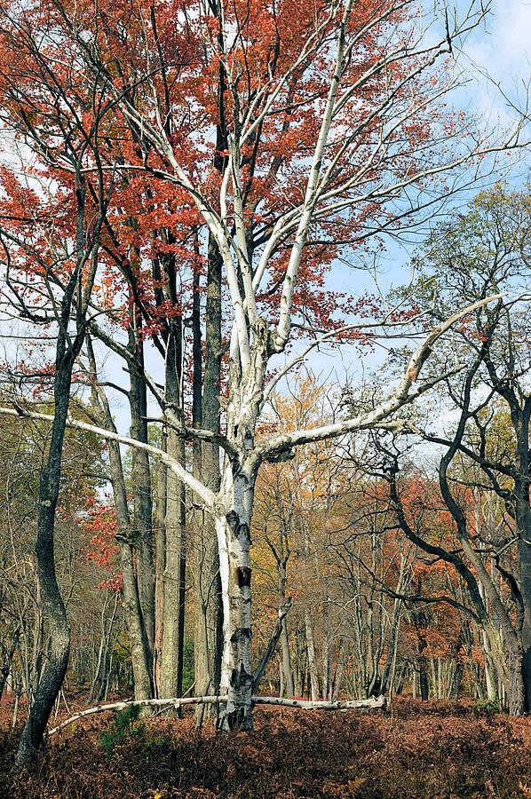 Tree Photograph - Shades of Autumn - Marion Brooks Natural Area by Joel E Blyler