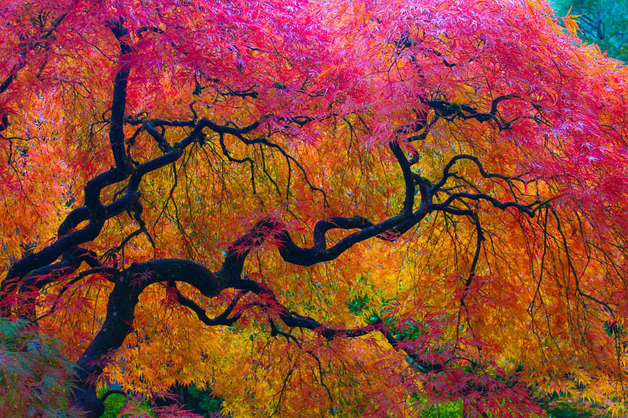 Shades of Autumn Photograph by Patricia Babbitt