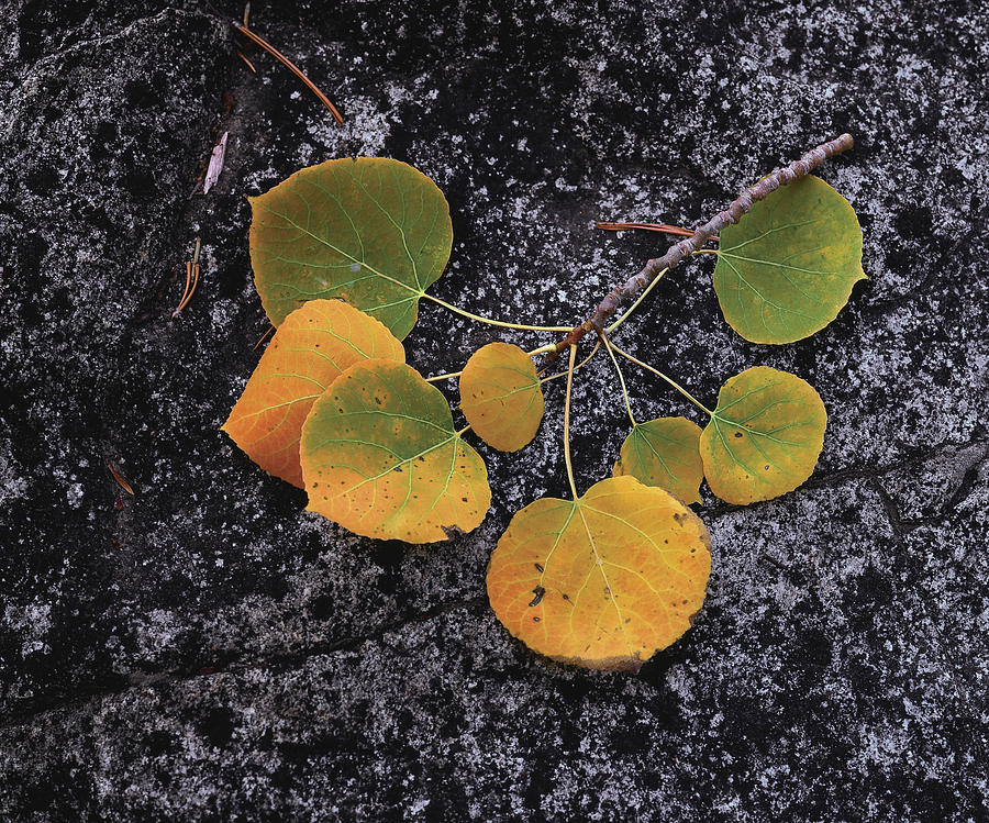 Shades Of Autumn Photograph by Paul Breitkreuz