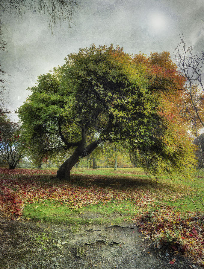 Shades of Autumn v2 Photograph by Ian Mitchell
