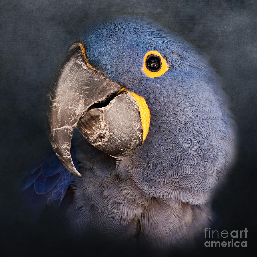 Parrot Photograph - Shades of Blue by Pam  Holdsworth