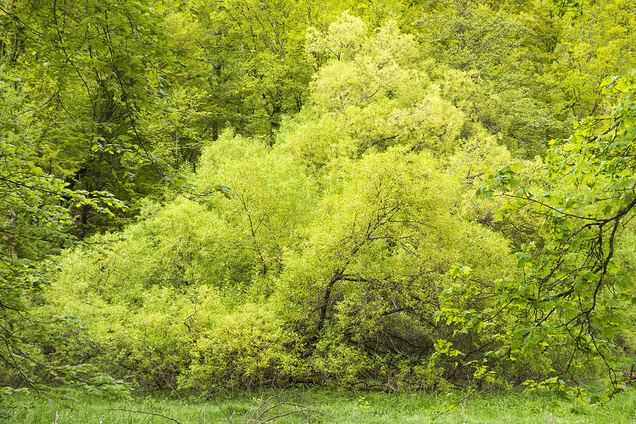 Tree Photograph - Shades of fresh and bright green in spring by Matthias Hauser