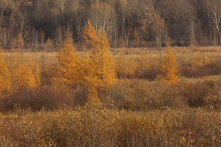 Shades of Gold Photograph by Penny Meyers