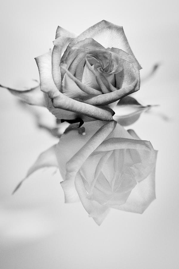 Shades of Grey Photograph by Elvira Pinkhas