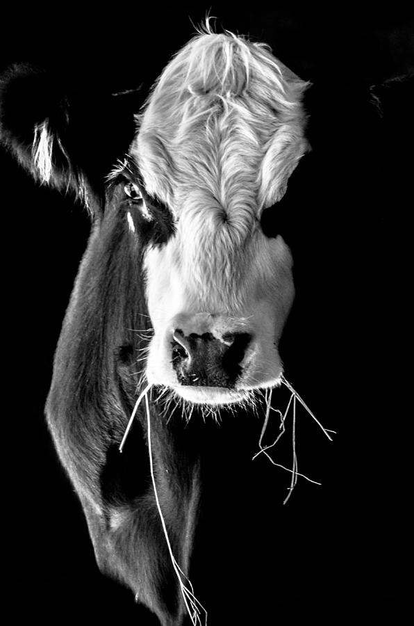 Black And White Photograph - Shades of Moo by Brian Stevens