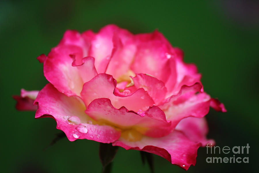 Flower Photograph - Shades of Pink by Jackie Farnsworth