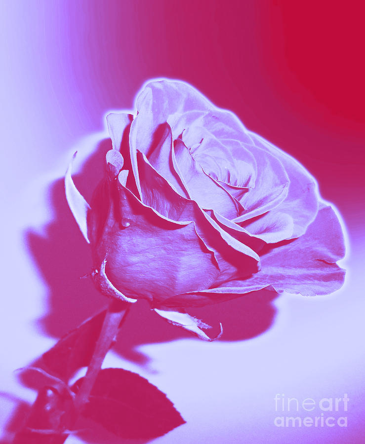 Rose Photograph - Shades of Pink Rose by Minding My  Visions by Adri and Ray