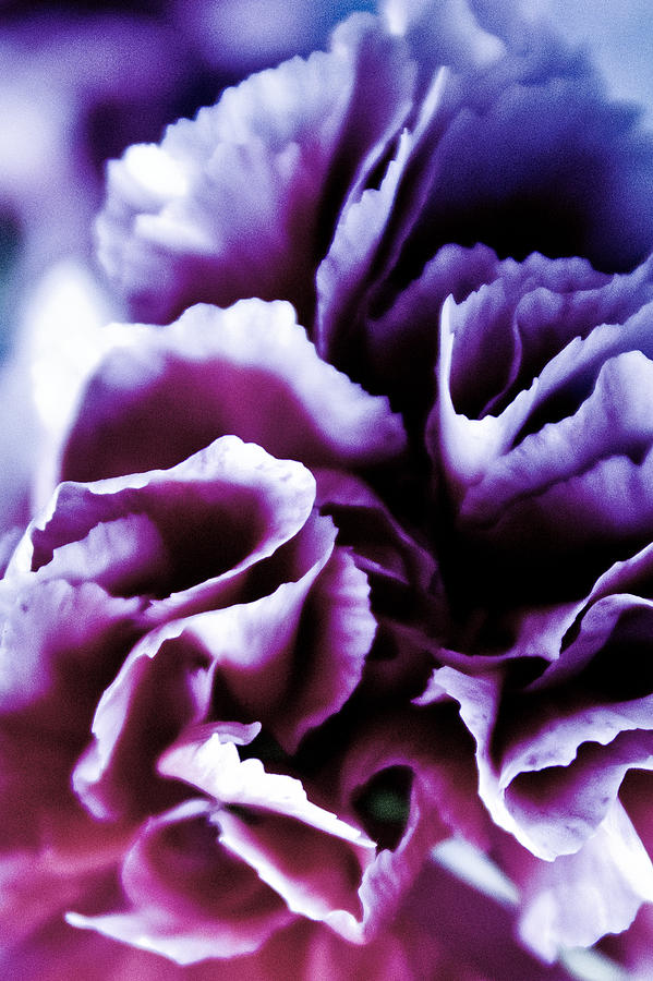 Shades of Purple Photograph by Elvira Pinkhas