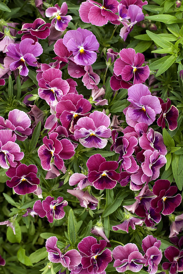 Purple Photograph - Shades of Purple by Jessica Wakefield Purple Photograph - Shades of Purple by Jessica Wakefield