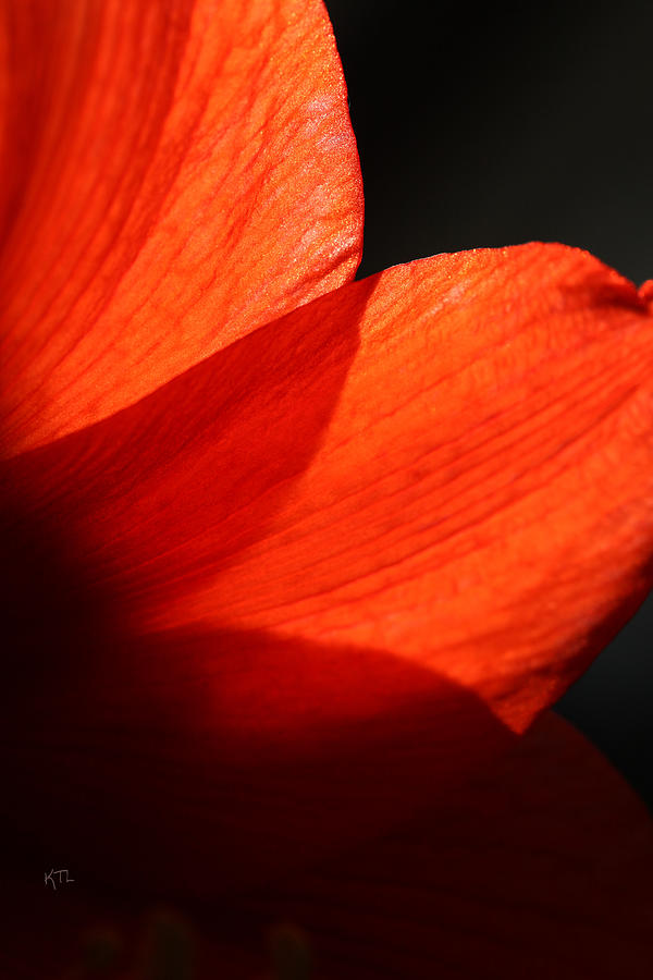 Shades Of Red Photograph by Karol Livote