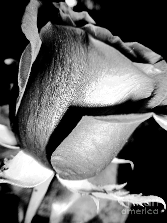 Shades Of Rose Photograph by Nina Ficur Feenan