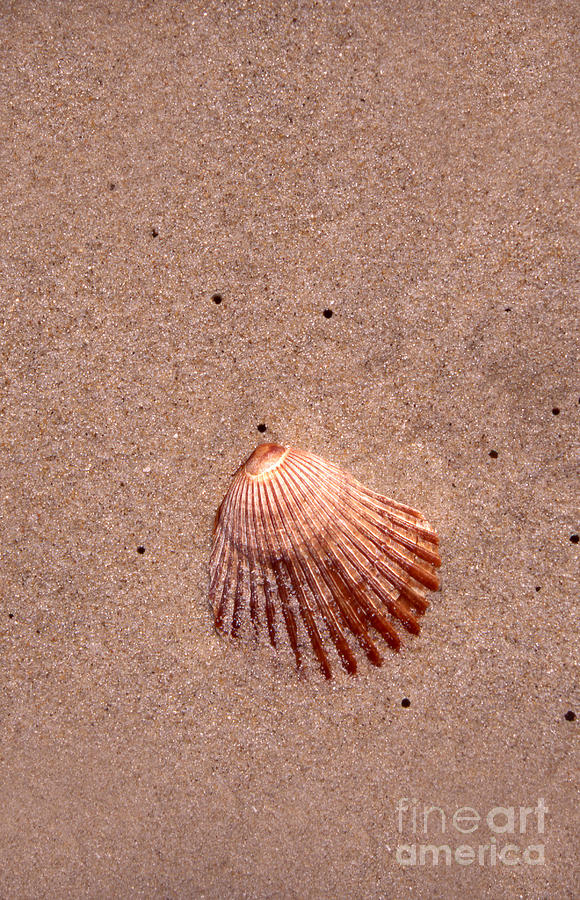 Shades Of Scallop Photograph