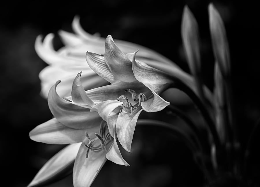 Shades of the Lily Photograph by Clarence Burke - Fine Art America