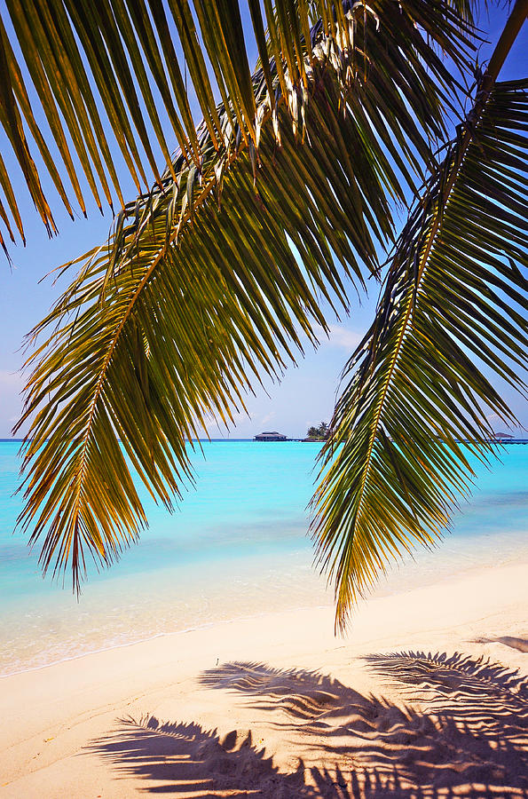 Paradise Photograph - Shades of Tropics by Jenny Rainbow