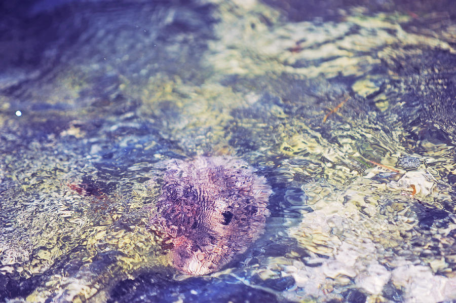 Shades of Underwater Treasure I Photograph by Jenny Rainbow
