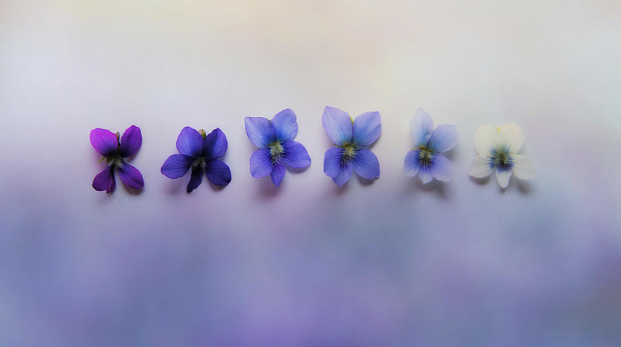 Shades of Violet Photograph by Clare VanderVeen