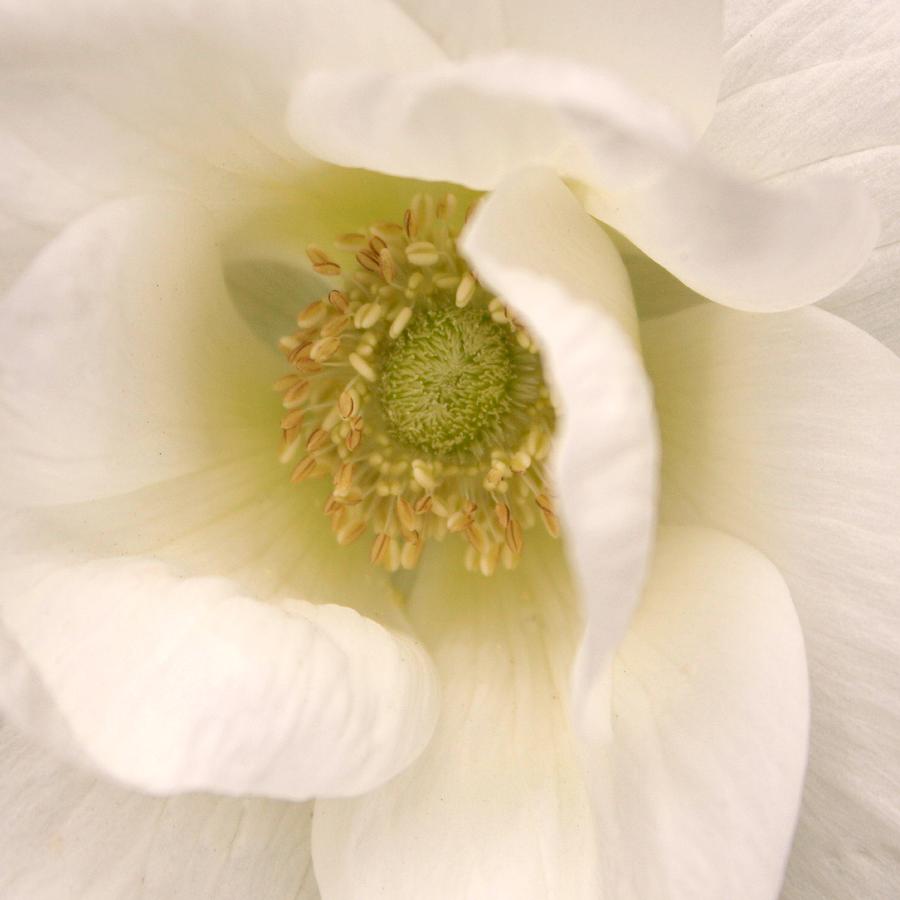 White Spring Flower Photograph - Shades of Wonder by Martina  Rathgens