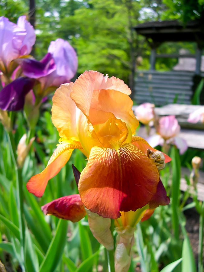 Shades of Yellow and Orange Iris Photograph by Cynthia Woods - Fine Art ...