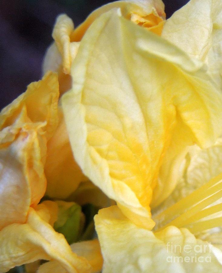 Shades of Yellow Photograph by Renee Trenholm