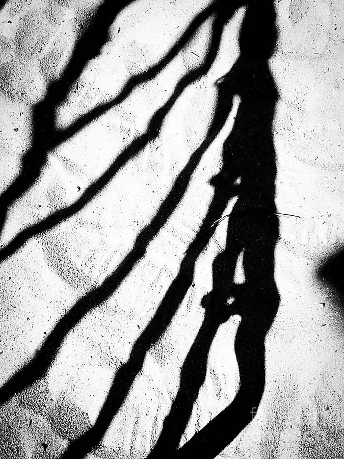 Shadow 13 B W Photograph by Fei A