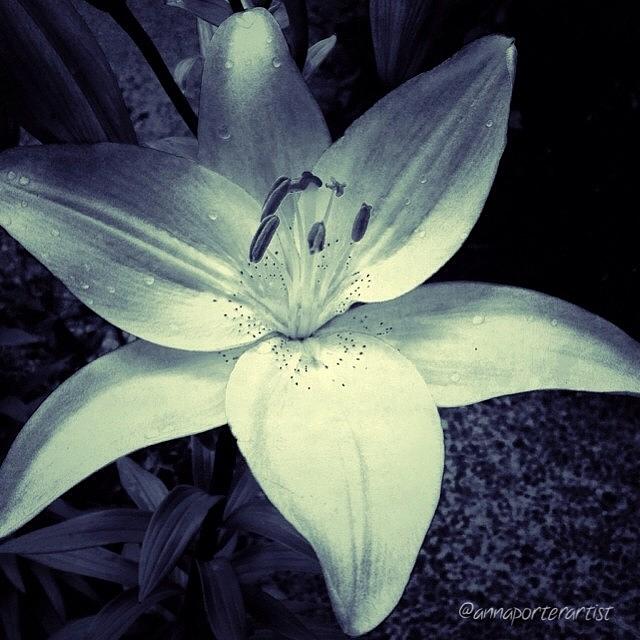 Shadow And Light - A Lily  From My Photograph by Anna Porter
