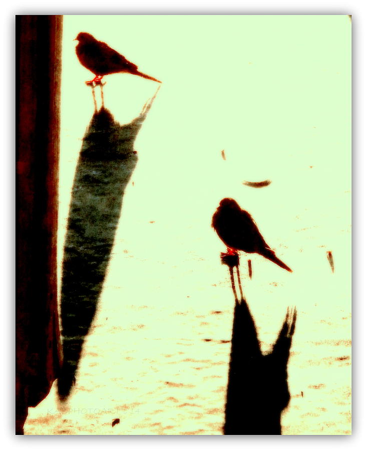 Shadow Birds Abstract Photograph by Kathy Barney