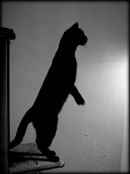 Cat Photograph - Shadow Cat by Saki Art