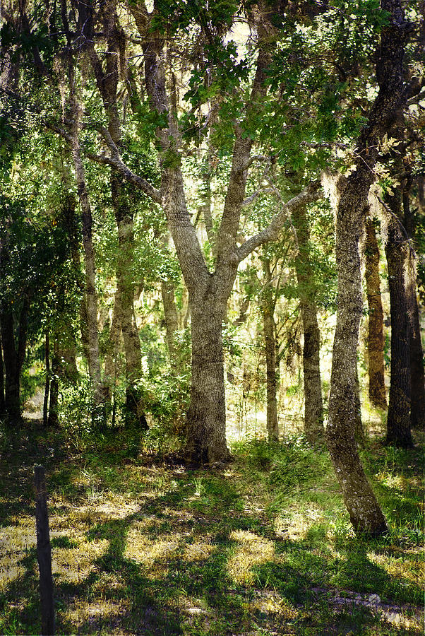 Tree Photograph - Shadow Forest by Judy Hall-Folde