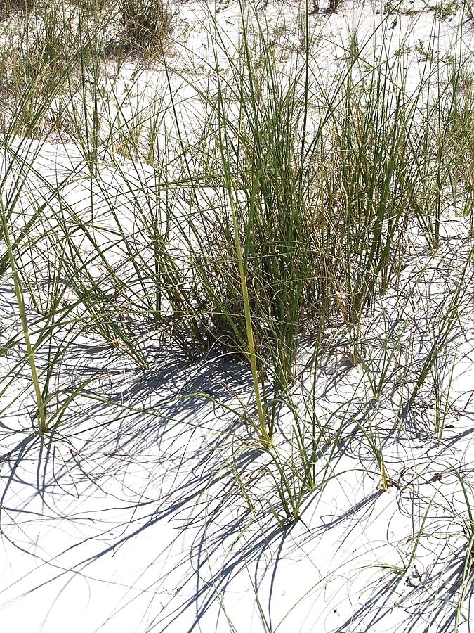 Shadow grass Photograph by David Neace