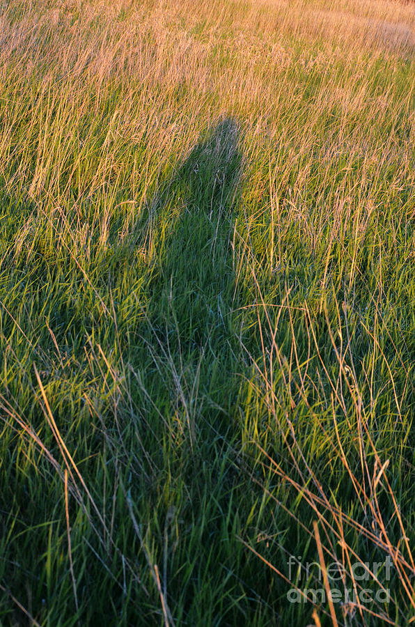  Shadow  In The Grass  Photograph by Jill Battaglia