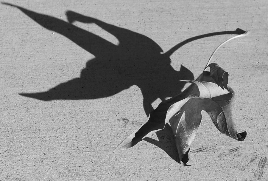 Shadow Photograph by Kume Bryant