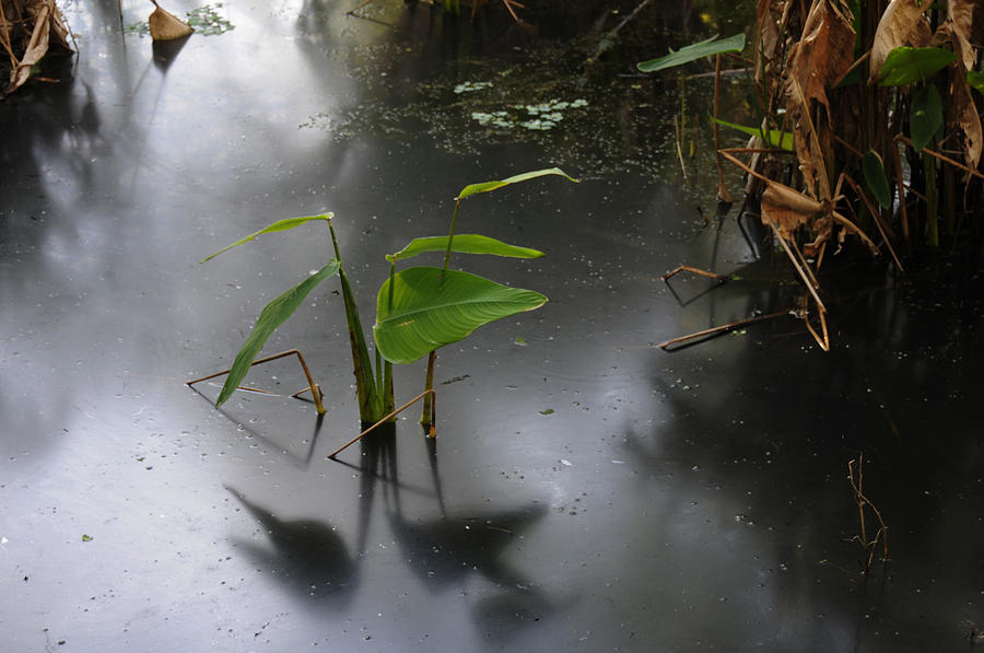 Swamp Photograph - Shadow Mirror Reflection by Jody Lovejoy Swamp Photograph - Shadow Mirror Reflection by Jody Lovejoy