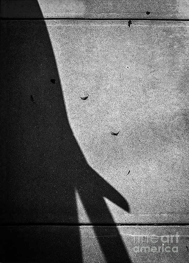 Shadow No. 19 Photograph by Fei A