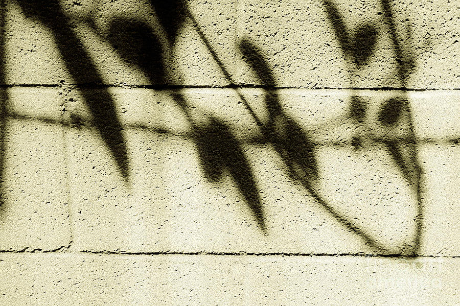 Shadow No.112 Cipia Photograph by Fei A