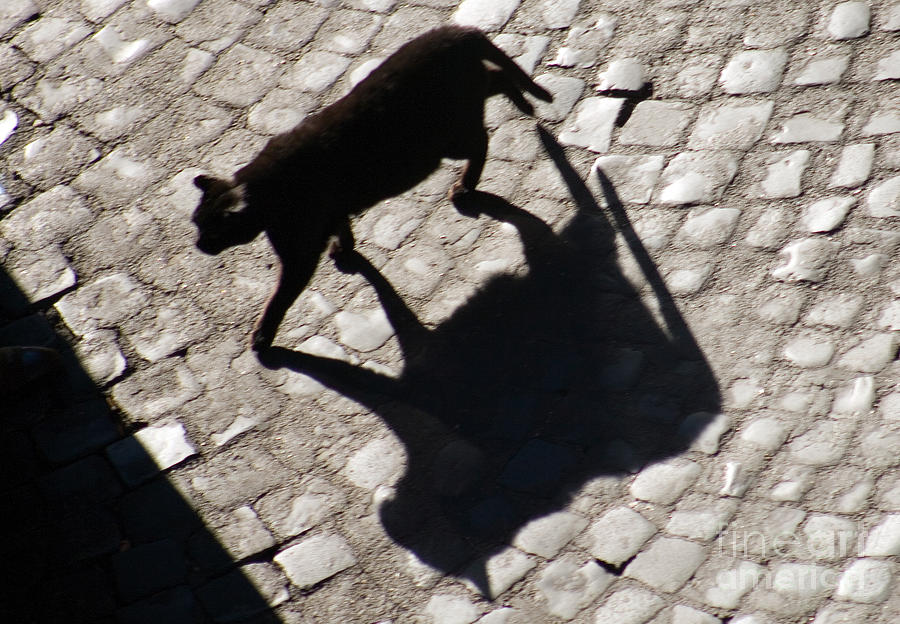Shadow Of A Black Cat Photograph by Tim Holt