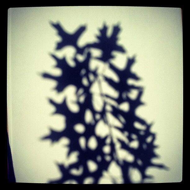 Shadow Of A Branch #ngvsummer #shadowart Photograph by Michael Couacaud
