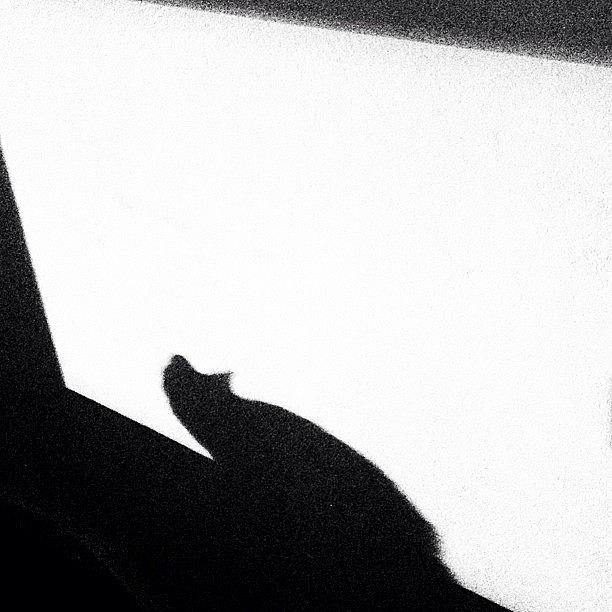 Shadow Of A Kitty Photograph by Robin Jill