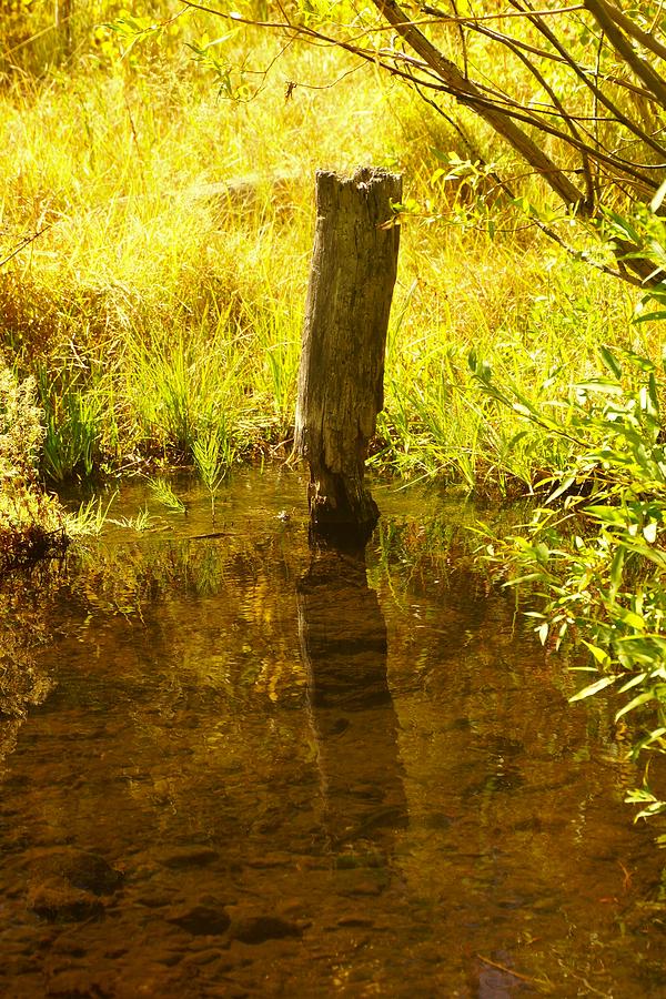 Tree Photograph - Shadow Of A Reflection by Michael Courtney