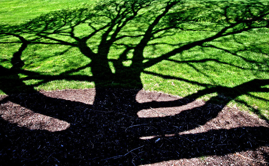 Shadow of Oak Photograph by Christopher McKenzie