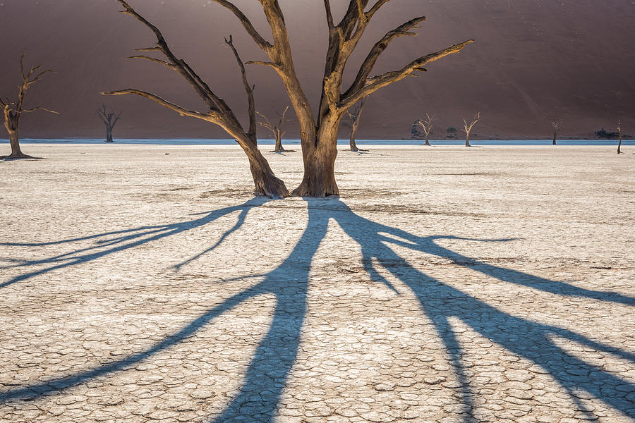 Shadow of the Camel Thorn - Dead Vlei Photograph Photograph by Duane Miller