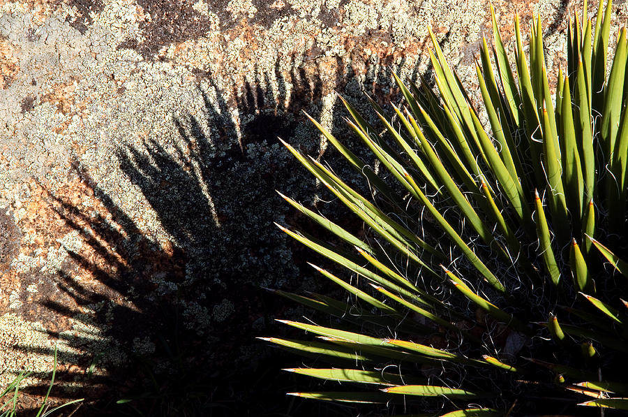 Shadow of the Yucca Plant Photograph by Eric Rundle