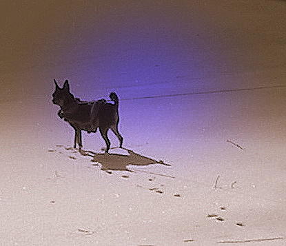Shadow Photograph by Pamela Hyde Wilson