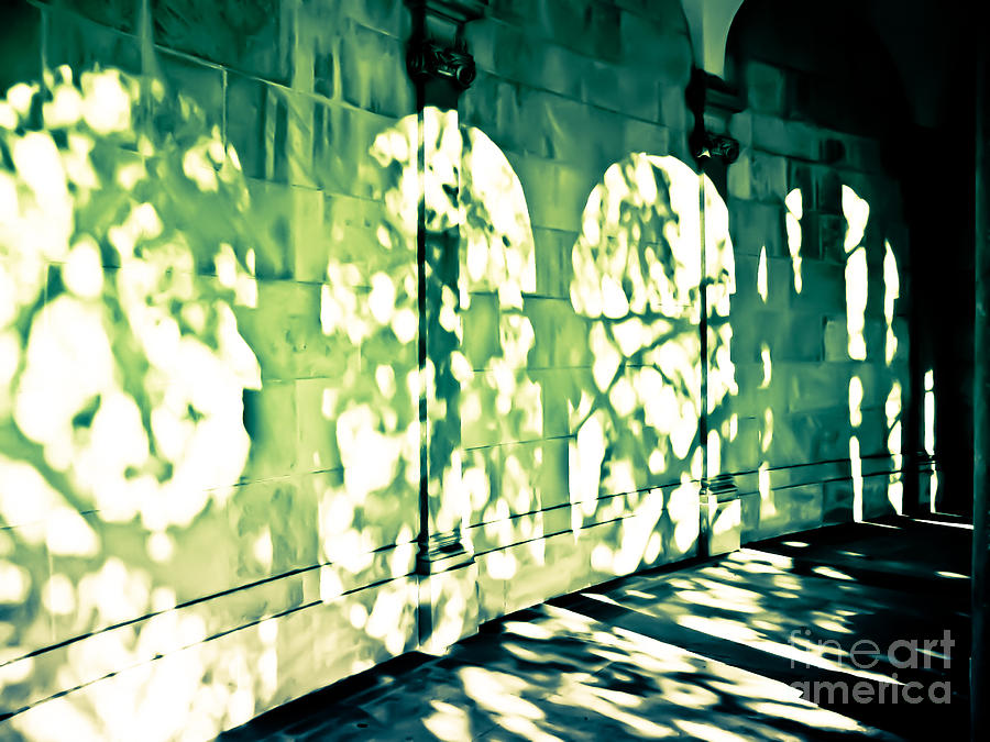 Tree Photograph - Shadow Play by Colleen Kammerer